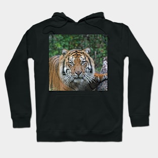 Sumatran Tiger Hoodie